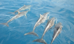 cape-verde-delfinek